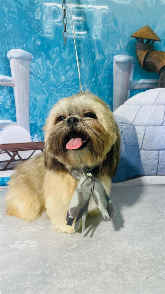 Ju Pet Estética Canina