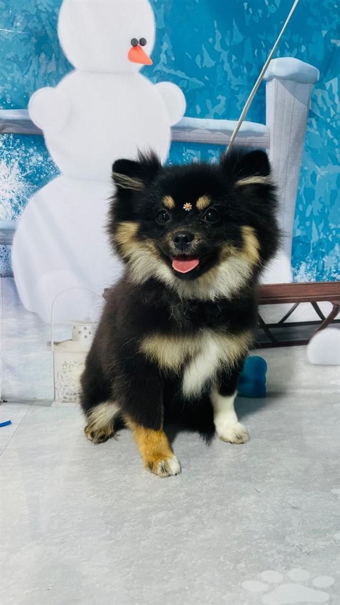 Ju Pet Estética Canina