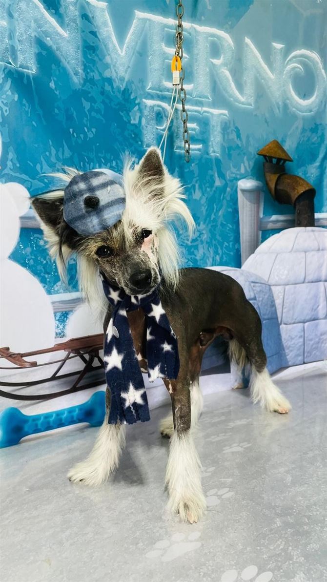 Ju Pet Estética Canina