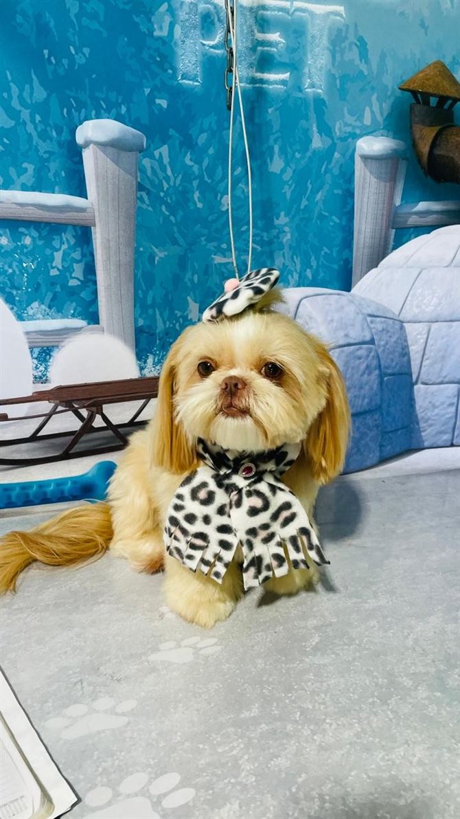 Ju Pet Estética Canina