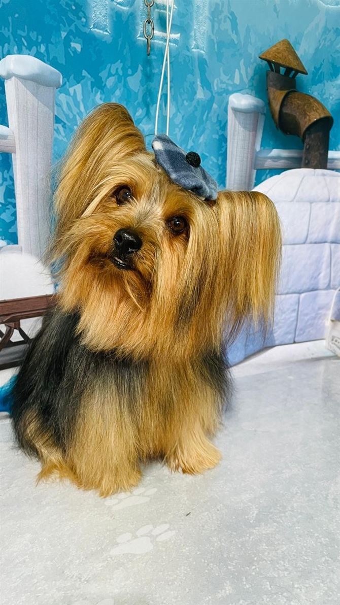 Ju Pet Estética Canina