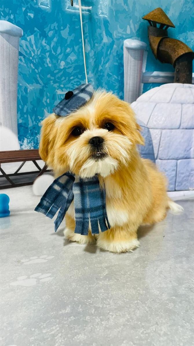 Ju Pet Estética Canina