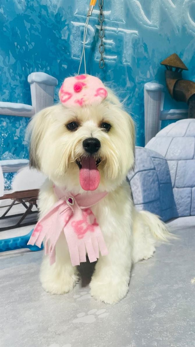 Ju Pet Estética Canina