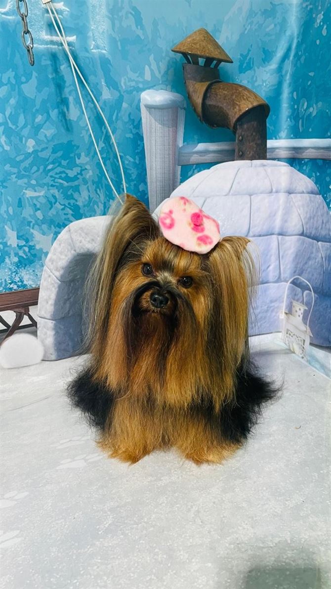 Ju Pet Estética Canina