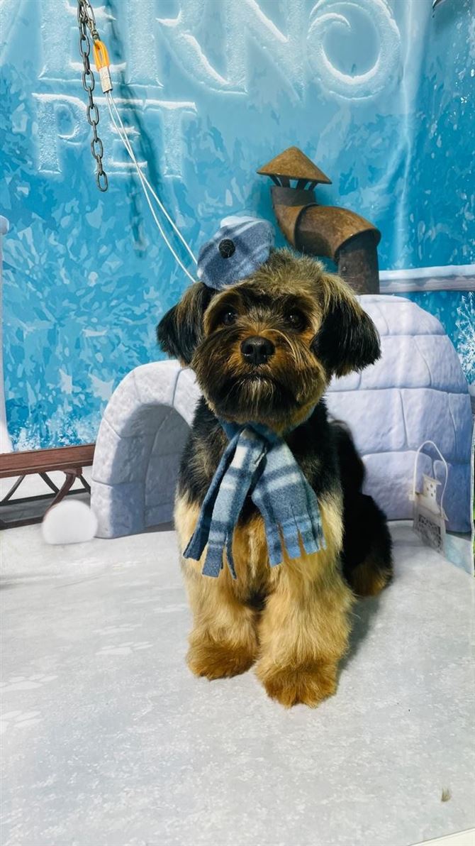 Ju Pet Estética Canina