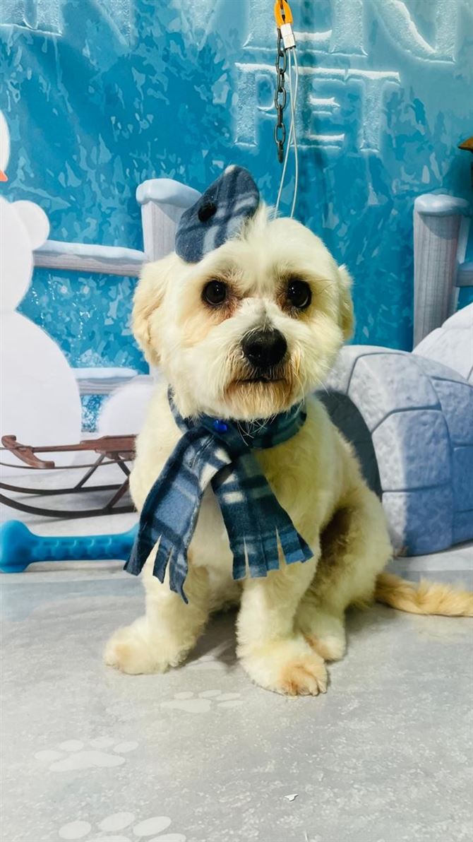 Ju Pet Estética Canina