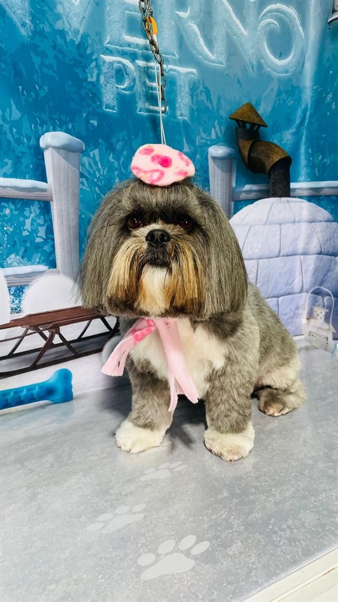 Ju Pet Estética Canina