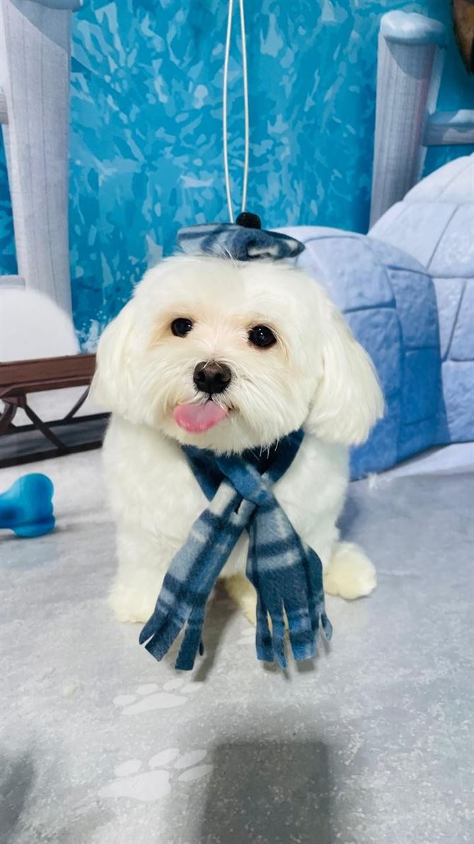 Ju Pet Estética Canina