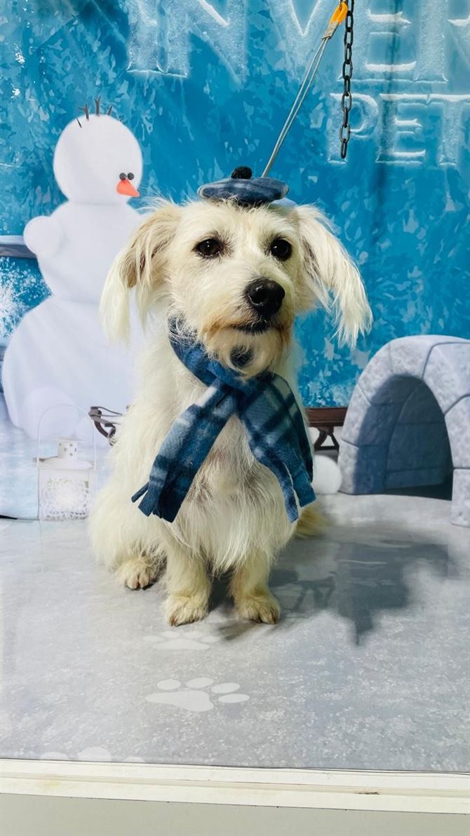 Ju Pet Estética Canina
