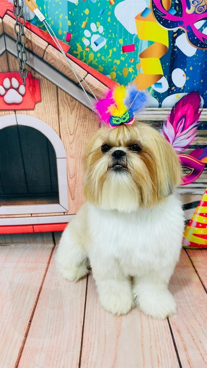 Ju Pet Estética Canina