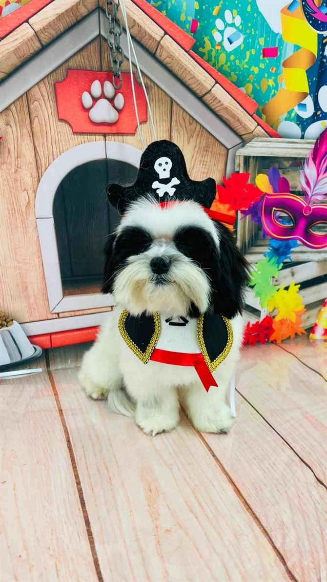 Ju Pet Estética Canina