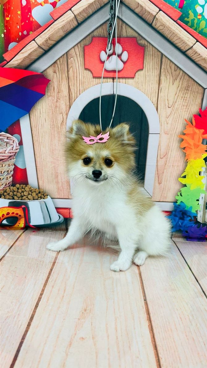 Ju Pet Estética Canina