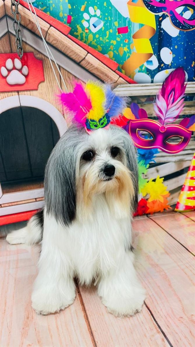 Ju Pet Estética Canina