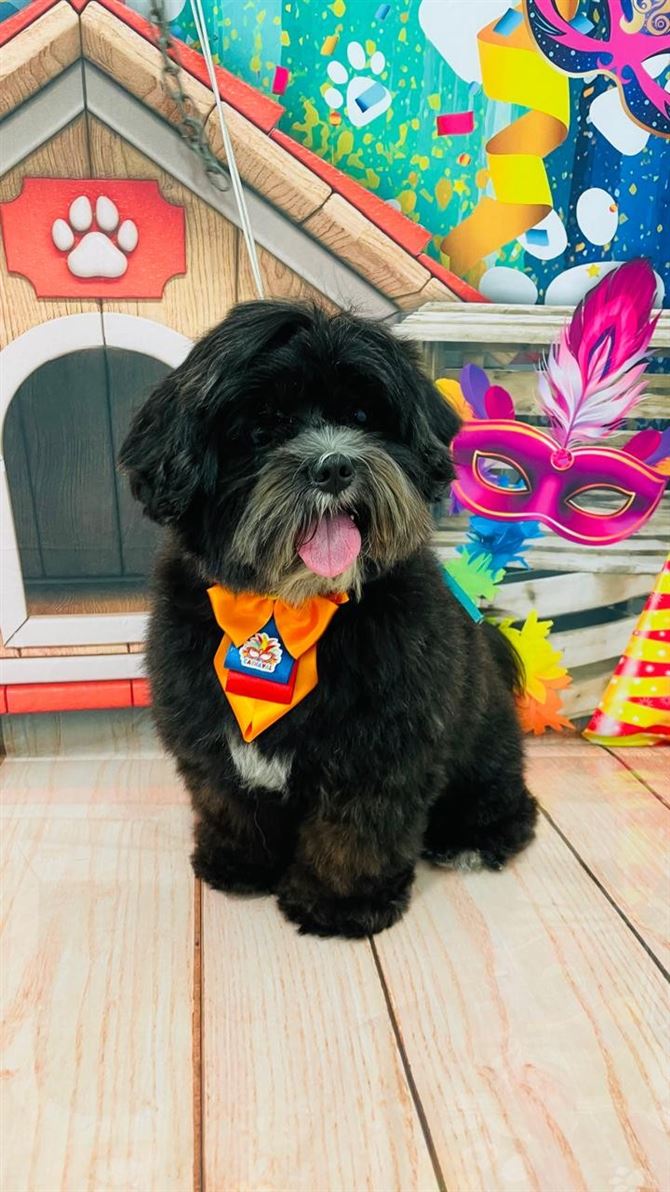 Ju Pet Estética Canina