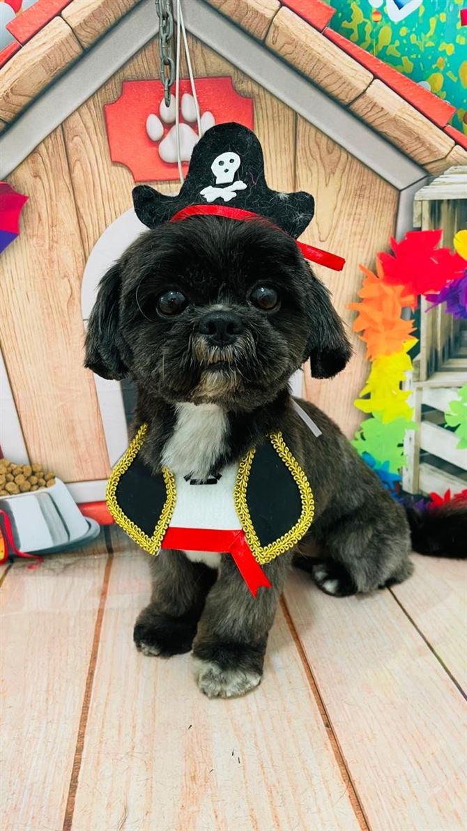 Ju Pet Estética Canina