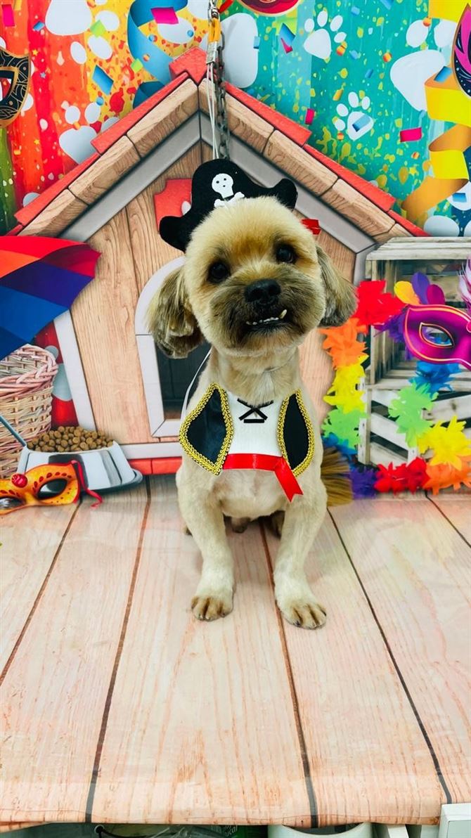 Ju Pet Estética Canina