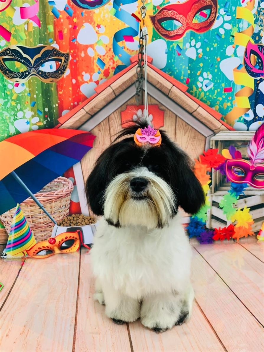 Ju Pet Estética Canina