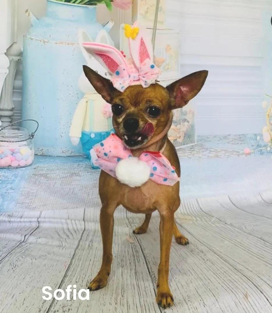 Venha nos conhecer e deixe seu peludinho em boas mãos!