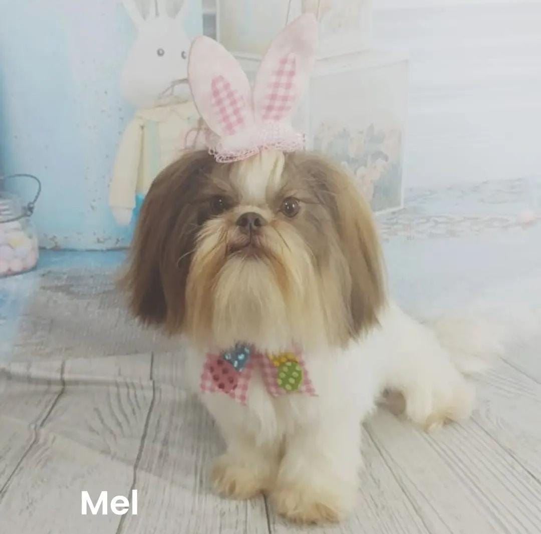 Venha nos conhecer e deixe seu peludinho em boas mãos!