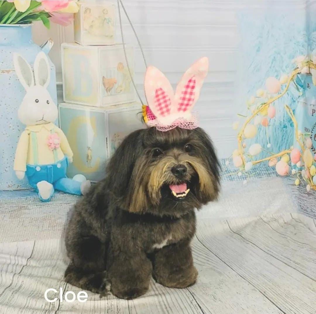 Venha nos conhecer e deixe seu peludinho em boas mãos!