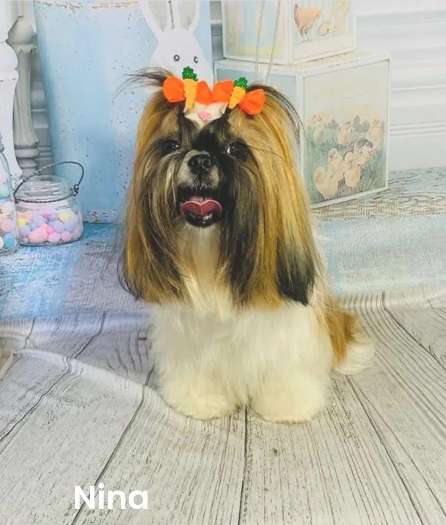 Venha nos conhecer e deixe seu peludinho em boas mãos!