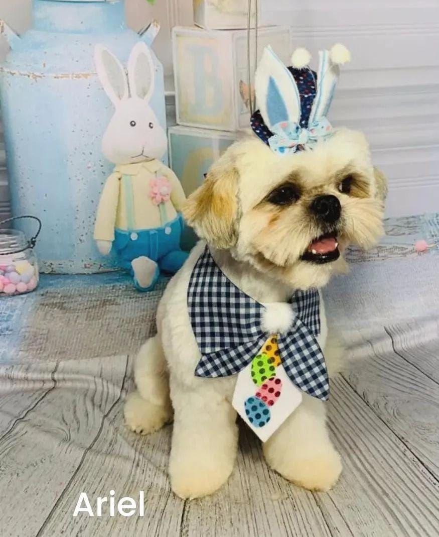 Venha nos conhecer e deixe seu peludinho em boas mãos!