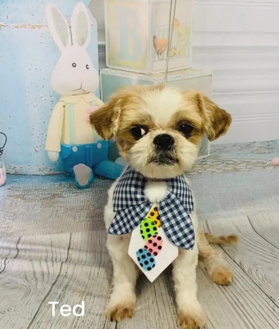 Venha nos conhecer e deixe seu peludinho em boas mãos!