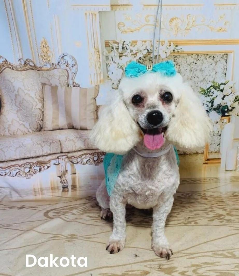 Venha nos conhecer e deixe seu peludinho em boas mãos!