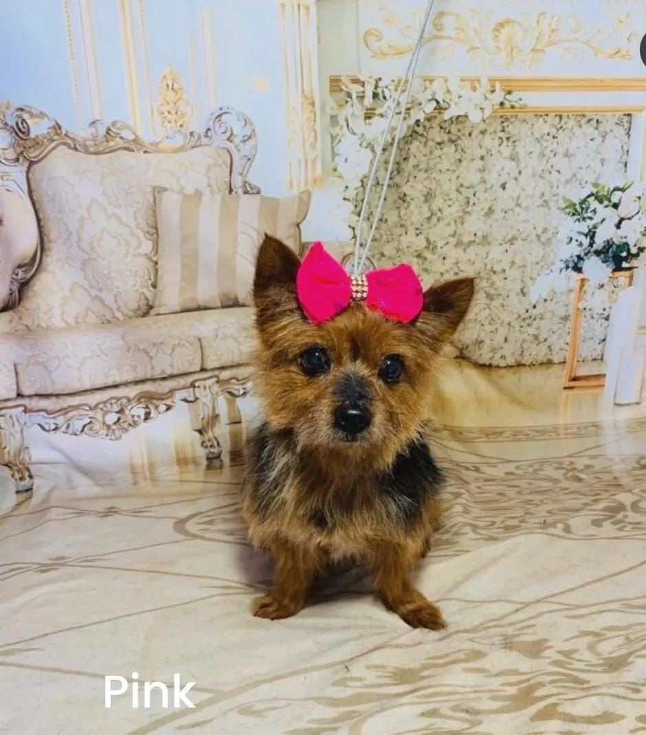 Venha nos conhecer e deixe seu peludinho em boas mãos!