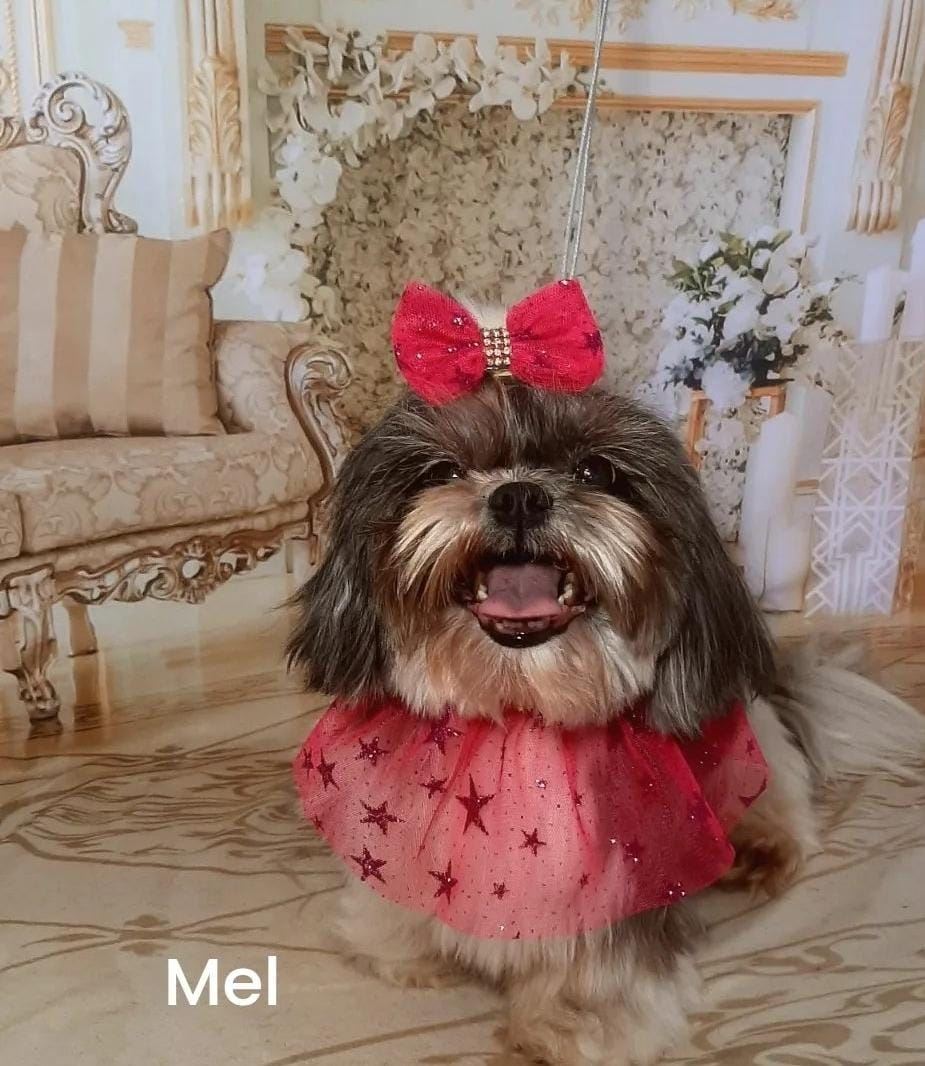 Venha nos conhecer e deixe seu peludinho em boas mãos!