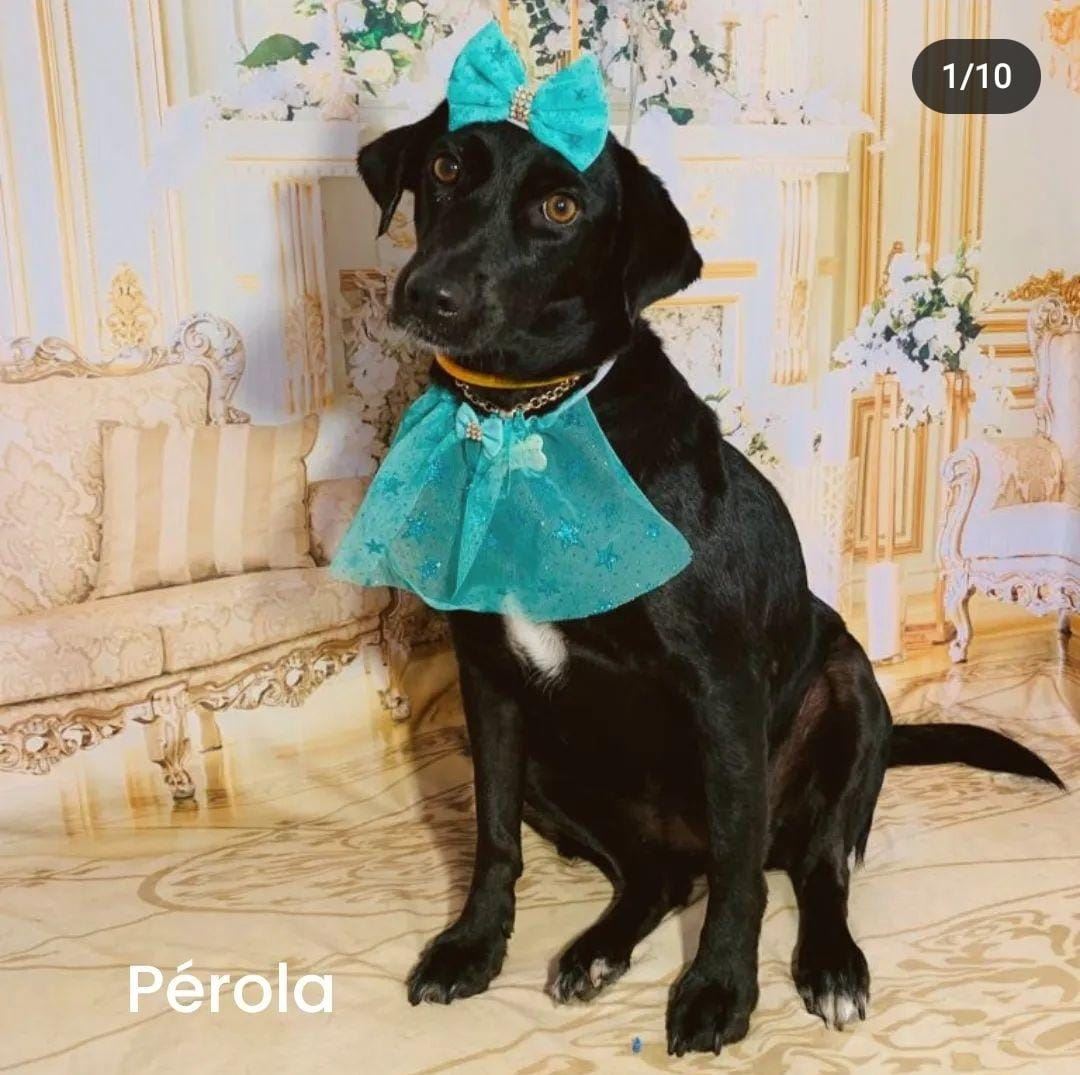 Venha nos conhecer e deixe seu peludinho em boas mãos!