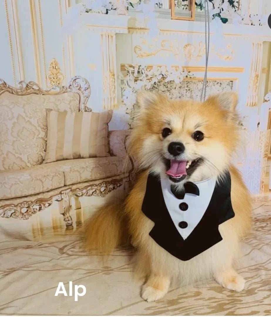 Venha nos conhecer e deixe seu peludinho em boas mãos!