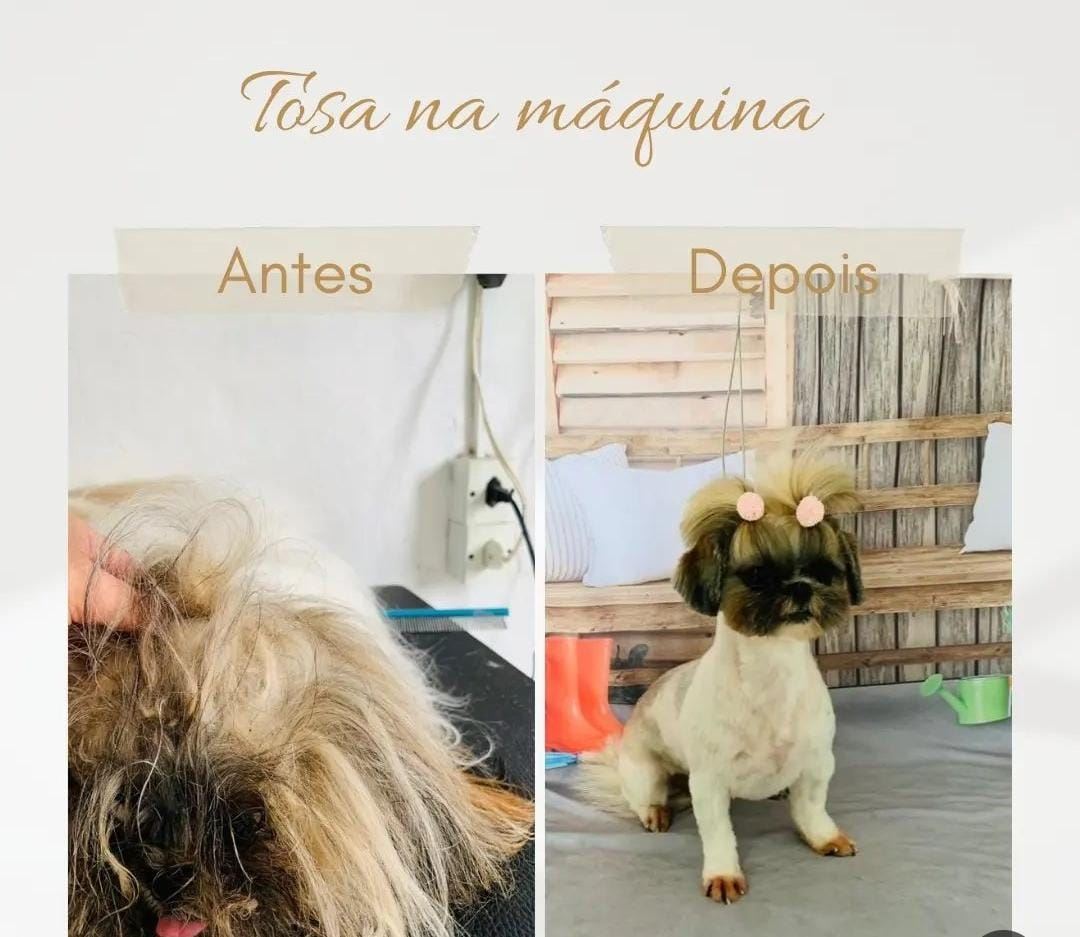 Venha nos conhecer e deixe seu peludinho em boas mãos!