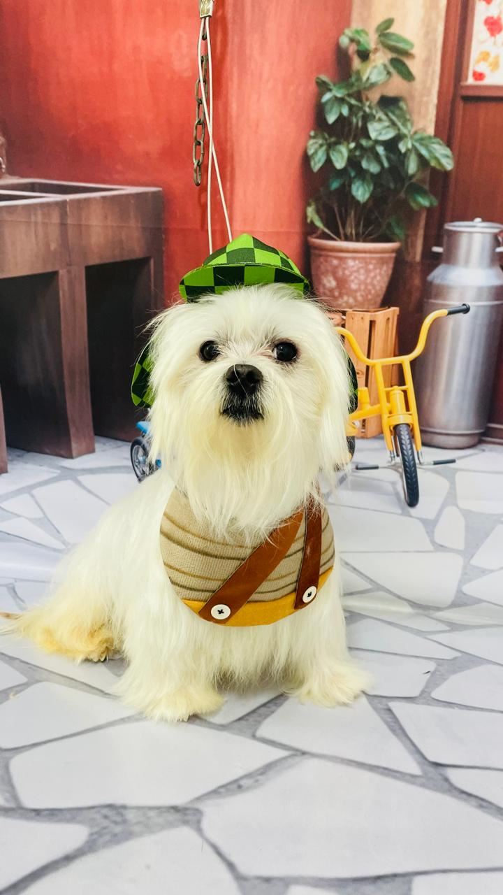 Ju Pet Estética Canina