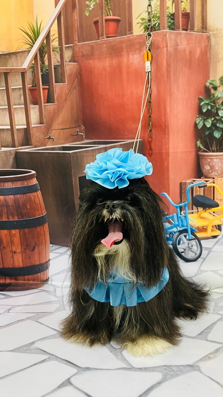 Ju Pet Estética Canina