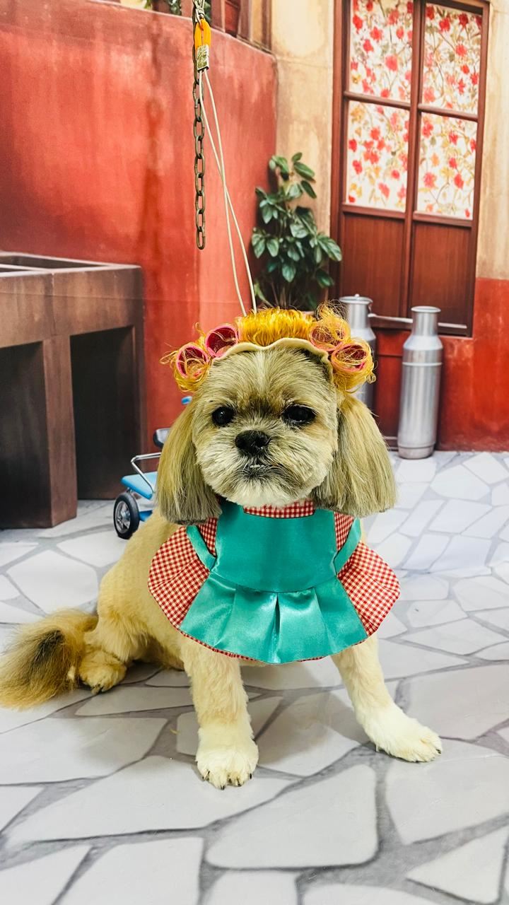 Ju Pet Estética Canina