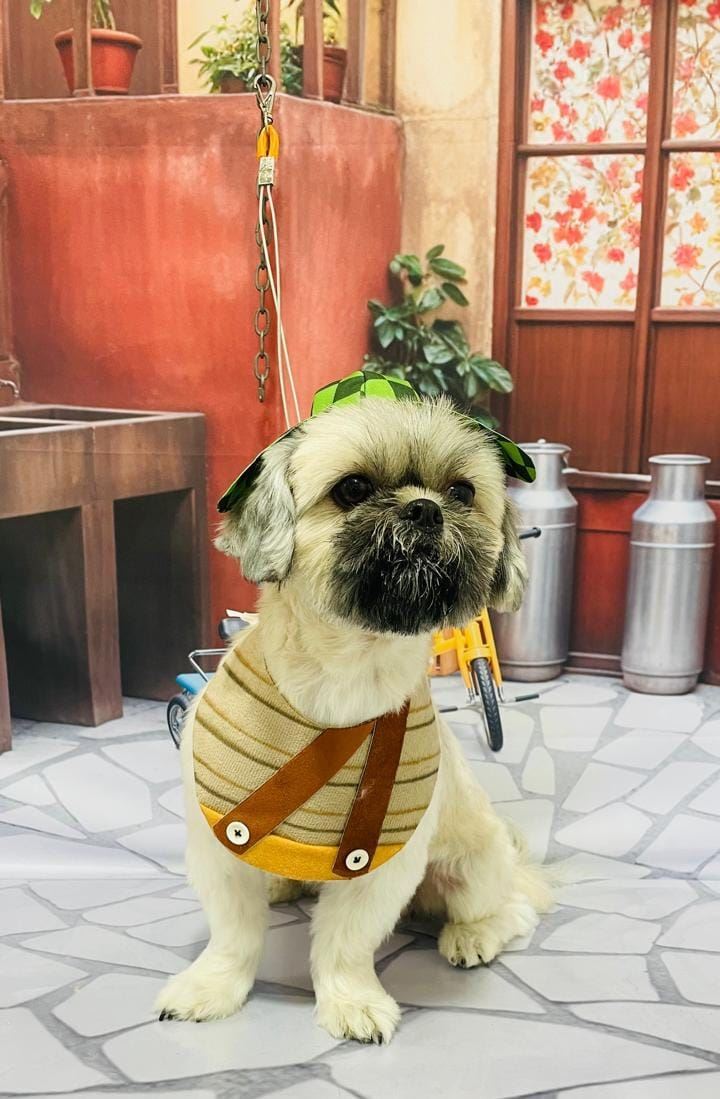 Ju Pet Estética Canina