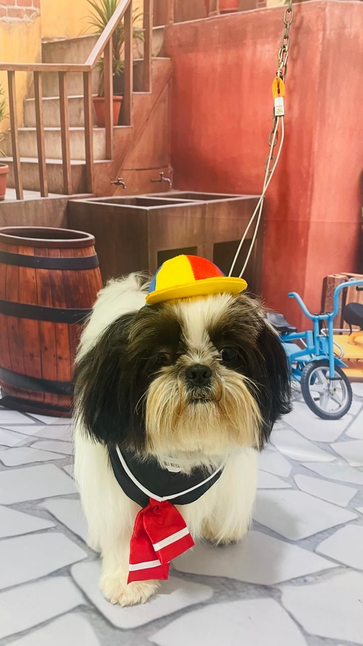 Ju Pet Estética Canina