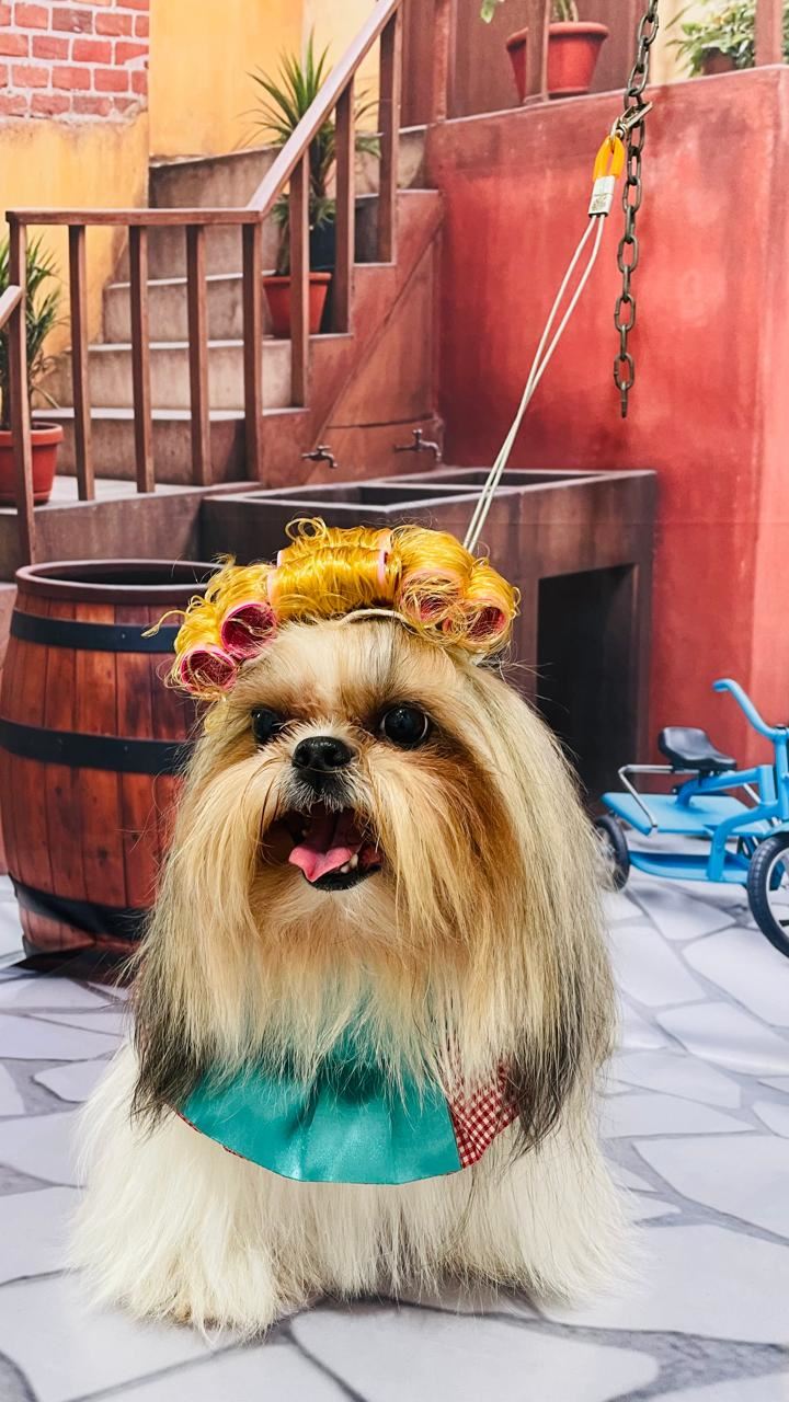 Ju Pet Estética Canina