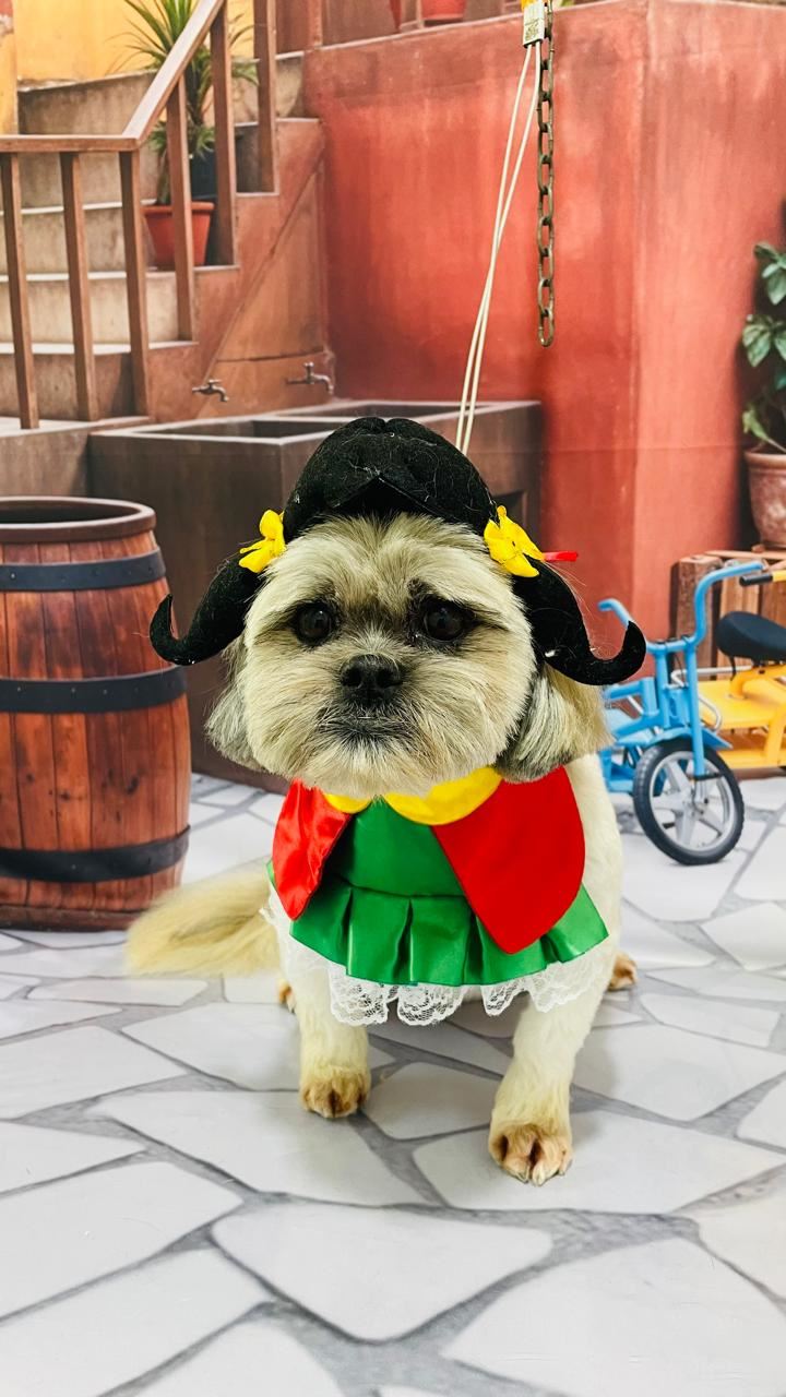 Ju Pet Estética Canina