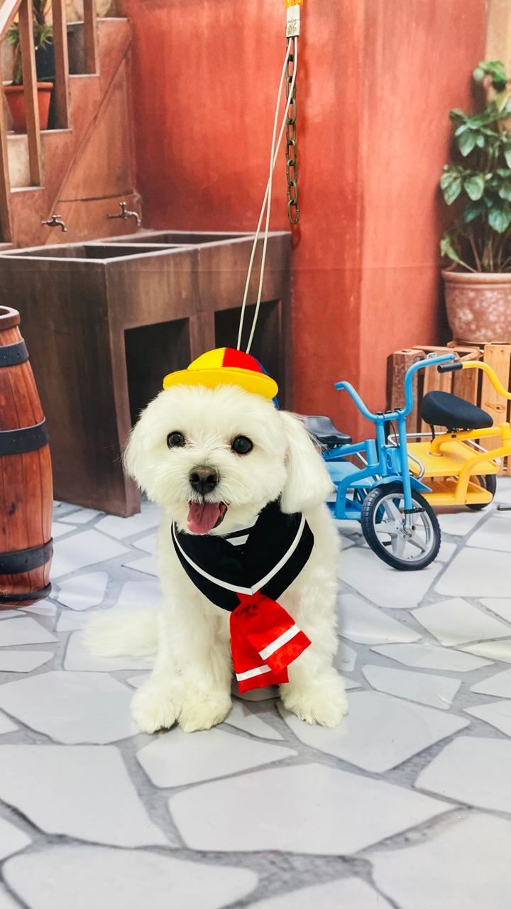 Ju Pet Estética Canina