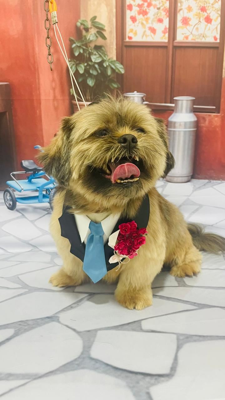 Ju Pet Estética Canina