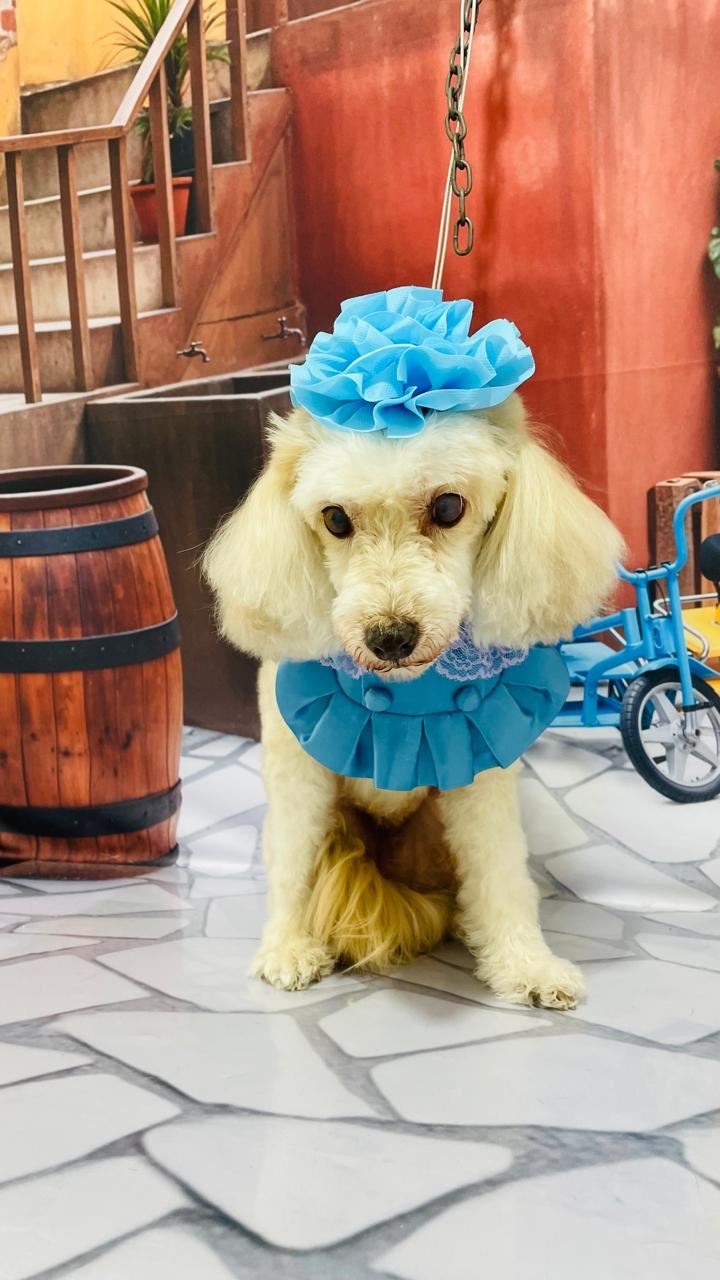 Ju Pet Estética Canina