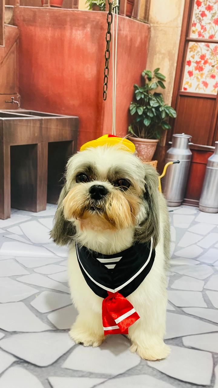 Ju Pet Estética Canina