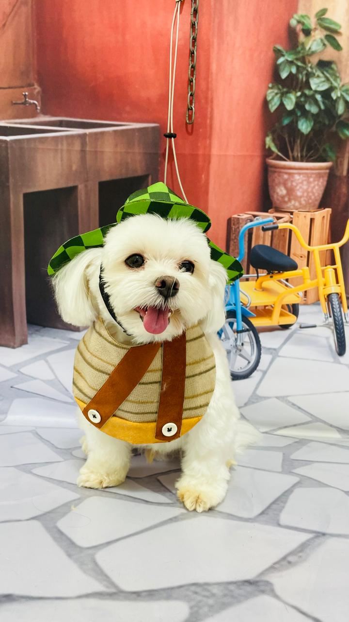 Ju Pet Estética Canina