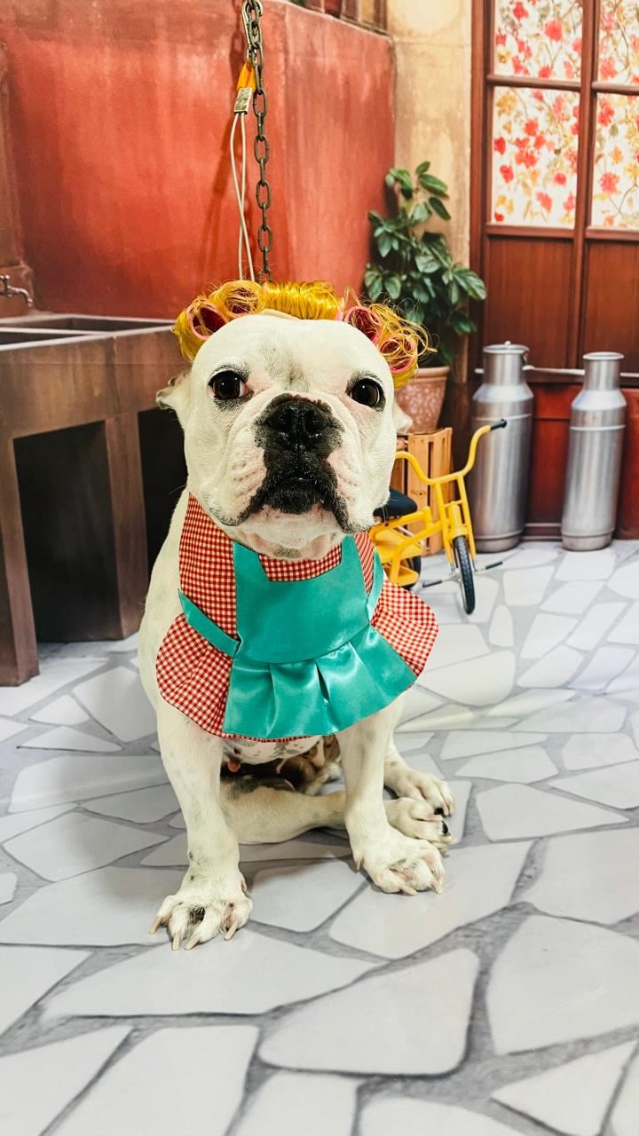 Ju Pet Estética Canina