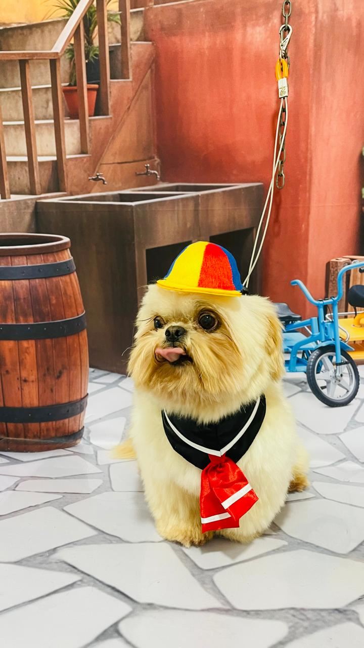 Ju Pet Estética Canina