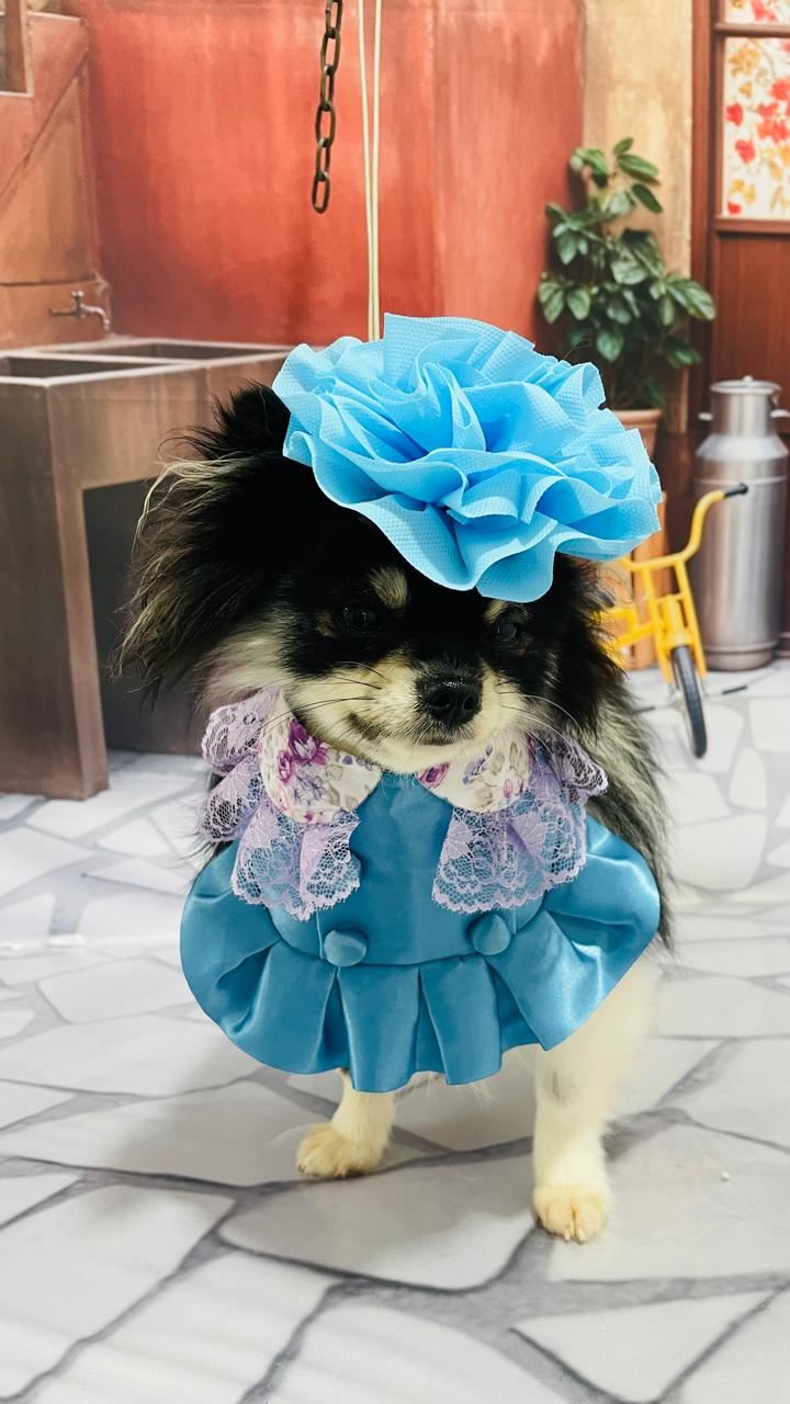 Ju Pet Estética Canina
