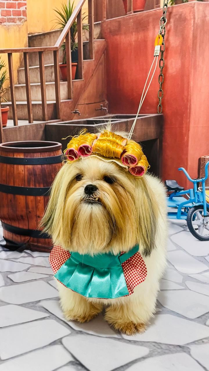 Foto 6 de Ju Pet Estética Canina - Banho, Tosa e Fotos Caninas Temáticas