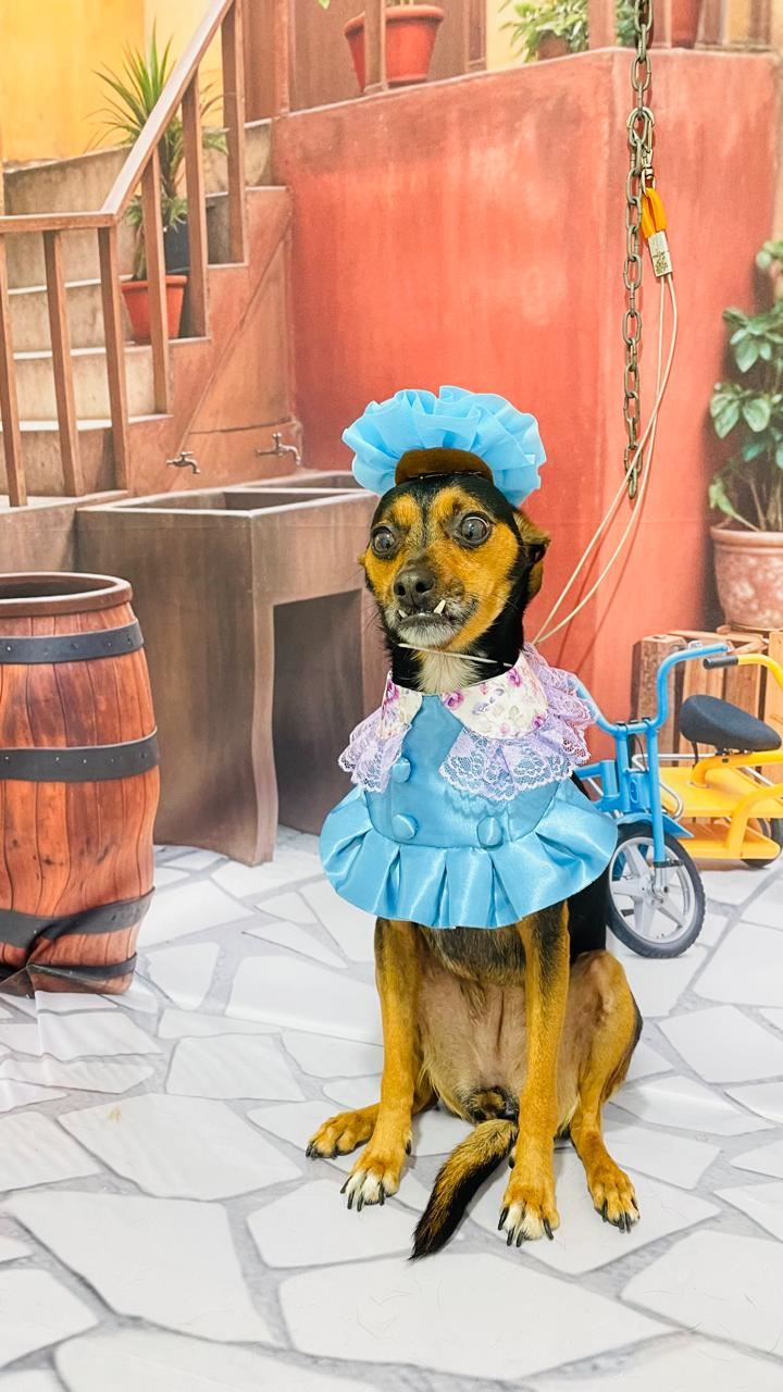 Foto 4 de Ju Pet Estética Canina - Banho, Tosa e Fotos Caninas Temáticas